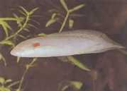 Protopterus annectens an... Afrika dipnisi