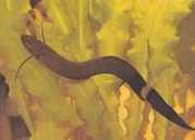 Protopterus dolloi Protopterus Dolloi