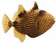 Pseudobalistes fuscus Özenli