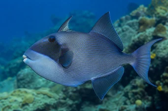 Pseudobalistes fuscus (Özenli)