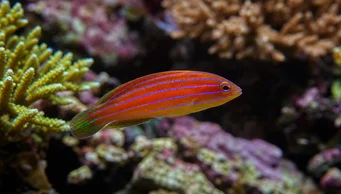 Pseudocheilinus hexataenia (Altı satırlı labrum)