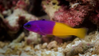 Pseudochromis paccagnellae Vanilya avı