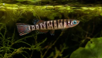 Pseudoepiplatys annulatus