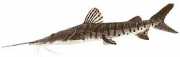Pseudoplatystoma fasciat... Kaplan