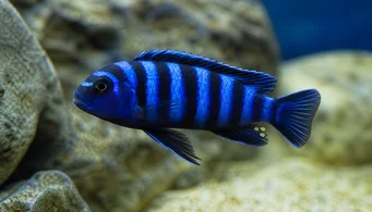 Pseudotropheus demasoni (Psödotrofeus demasoni)