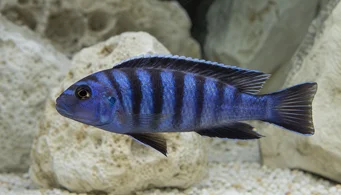 Pseudotropheus elongatus (Uzatılmış çiklit)