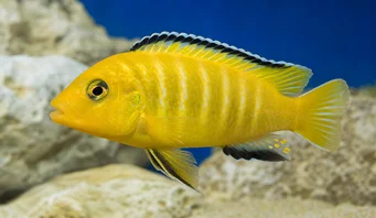 Pseudotropheus lombardoi (Psödotrofeus lombardoi)