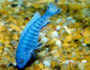 Pseudotropheus socolofi Mavi çiklit