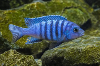 Pseudotropheus tropheops (Sarı)