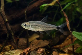 Pterobrycon myrnae Brycon (tetra) yüzgeçlerde