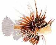 Pterois radiata Yaydı Balık