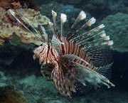 Pterois volitans Balık skoru