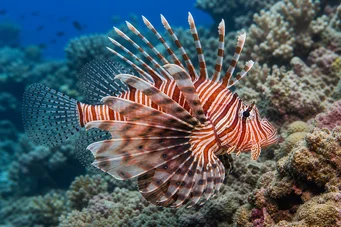 Pterois volitans