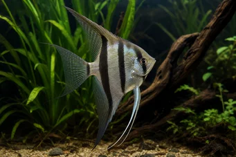Pterophyllum scalare (Skaler)