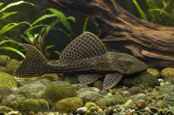 Pterygoplichthys anisitsi (Kar pleco)