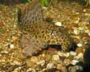 Pterygoplichthys gibbice... Pleco Kraliyet