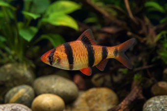 Puntius fasciatus Sakallı çilek, sakallı ateş