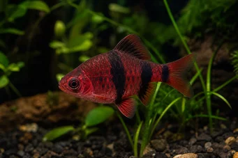 Puntius nigrofasciatus (Kırmızı Baş Beardbus, Sakallı Nigor)