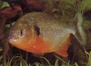 Pygocentrus caribe Skapular sparanha