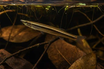 Pyrrhulina Pirhulina