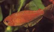 Rachoviscus crassiceps Kalın başlı, altın tetra ile charain