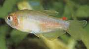 Rachoviscus graciliceps Gracile Chargin