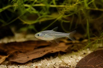 Rachoviscus graciliceps Gracile Chargin