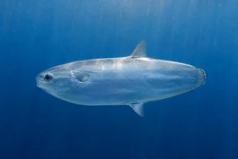 Ranzania typus (Mola tipleri)