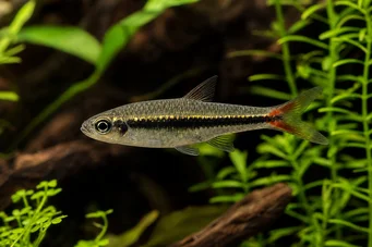 Rasbora borapetensis Kırmızı -