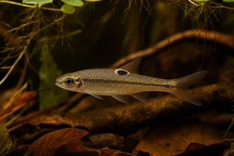 Rasbora dorsiocellata Rasbora'da Ocelle
