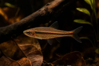 Rasbora kalachroma Rasbora Palyaço