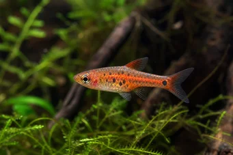 Rasbora maculata Pigmy rasbora