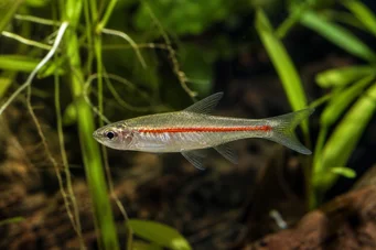 Rasbora pauciperforata Kırmızı Çizgi Rasbora