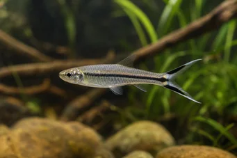 Rasbora trilineata Rasbora makası