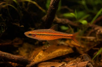 Rasbora vaterifloris inci
