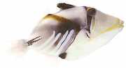 Rhinecanthus aculeatus Balist-Picasso