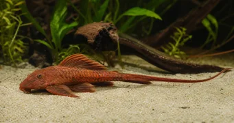Rineloricaria sp rouge Rineloricaria kırmızı