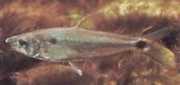 Roeboexodon guyanensis Köpekbalığı Tetra