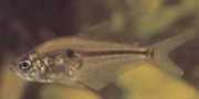 Roeboides caucae Charlin du Cauca