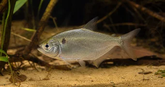 Roeboides caucae Charlin du Cauca