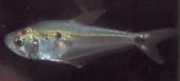 Roeboides dayi Cam tetra