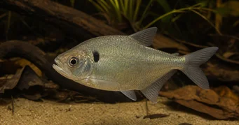 Roeboides descalvadensis Hunchback, descalvado'nun dibine doğru ilerleyin
