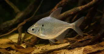 Roeboides meeki Cam tetra