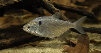 Roeboides paranensis Hunchback, Paraguay'ın dibine doğru ilerleyin