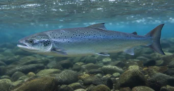 Salmo salar (Atlantik somonu)