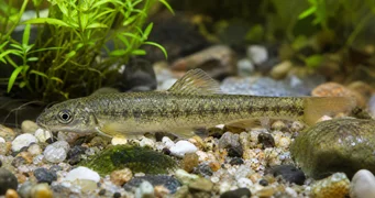 Sarcocheilichthys sinensis Çin
