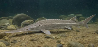 Scaphirhynchus platorhynchus (Platform mersinbalığı)
