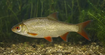 Scardinius erythrophthalmus Rotengle