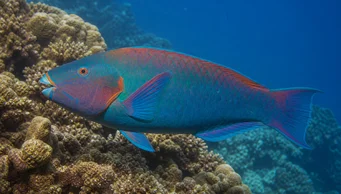 Scarus rubroviolaceus (Çayır)