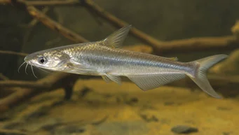 Schilbe intermedius (Gümüş yayın balığı)